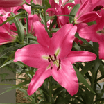 Load image into Gallery viewer, Flower Subscription

