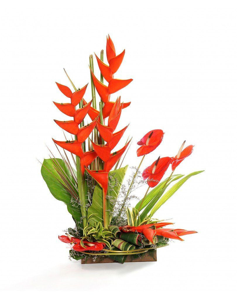 Red Heliconia