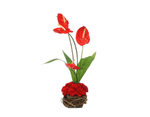 Load image into Gallery viewer, Red Anthuriums &amp; Carnations Arrangement
