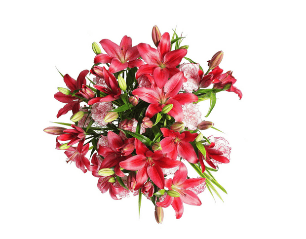 Lillies and Carnations