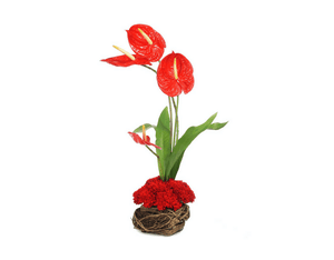 Red Anthuriums & Carnations Arrangement