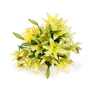 Yellow Oriental Lilies